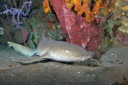 Tawny Nurse shark resting on the volcanic sands of Saba by Terry Moore 
